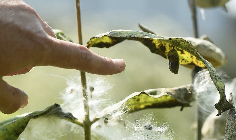 MDC plans first Monarch Festival to increase awareness of butterfly in Joplin